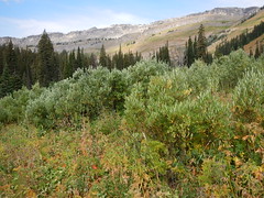 Salix lemmonii (in Death Canyon)