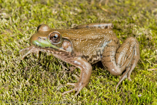 Rana clamitans (Green Frog)