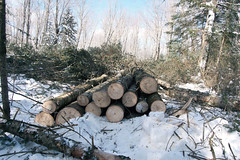 Winter Logging 04