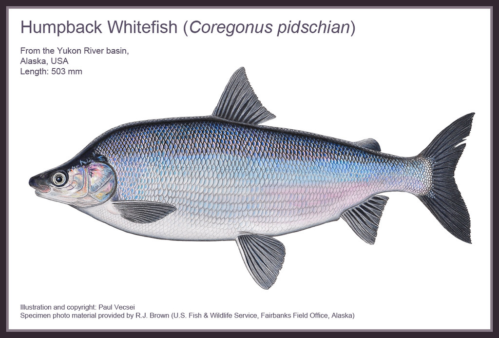 Alaskan Humpback Whitefish A large Whitefish species
