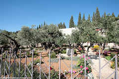 IL09 2084 Gardens, Church of All Nations, Mount of Olives, Jerusalem ירושלים