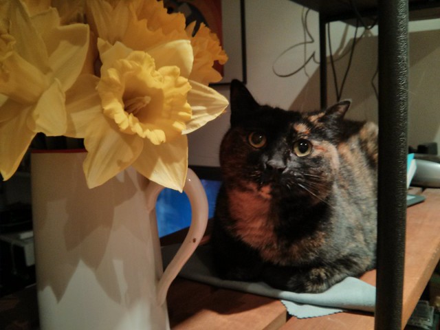 Penny and daffs