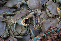 Crabs for Dinner II