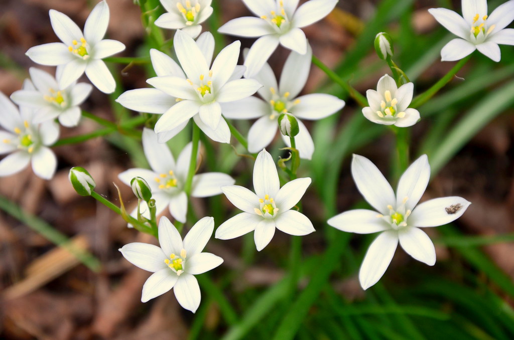 Star-of-Bethlehem | A weed that grows over our septic tank! | Ellen F ...