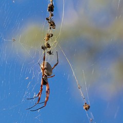 Australian Orb spider