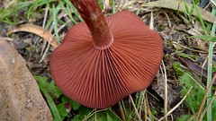 mushroom under-view