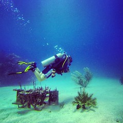 Diving at Ted's Point #wreck #utila #utiladivecenter #honduras #travel #errante