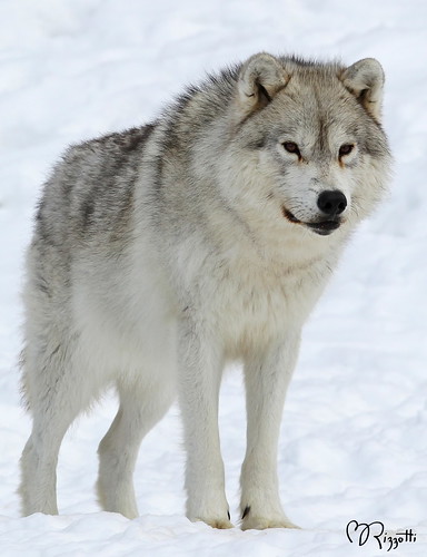 Arctic Wolf ~ Omega Park 