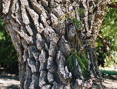 Salix humboldtiana, bark