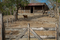 Cow & Barn, Nicaragua