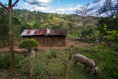 Pig & House, Nicaragua