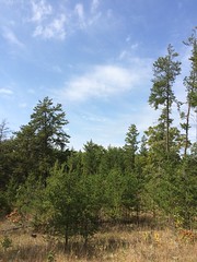 Multi-aged jack pine in a savanna restoration site at the Northland Arboretum.