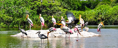 Painted storks at the Ranganthittu Bird Sanctuary
