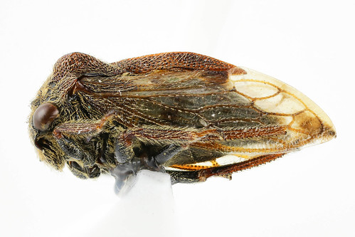 トビイロツノゼミ　Machaerotypus sibiricus (Lethierry,1876)-3-3