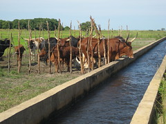 Cattle in a movable pen to provide manure for the rice fields in Sefula, Zambia. Photo by Kate Longley, 2013.