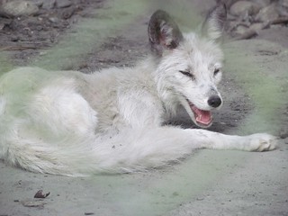 生活在寒冷凍原地區，能在攝氏零下50~60°生活的北極狐，熱到躺在光凸凸的水泥地上，張口喘氣、奄奄一息。圖片提供：台灣動物社會研究會