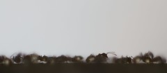 Hormigas en fila
