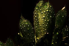 Cactus with waterdrops