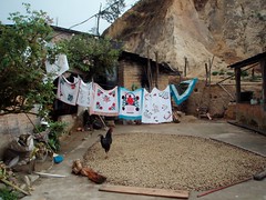 Patio with drying coffee beans drying - secando el café; San Juan Juquila Mixes, Región Mixes, Oaxaca, Mexico