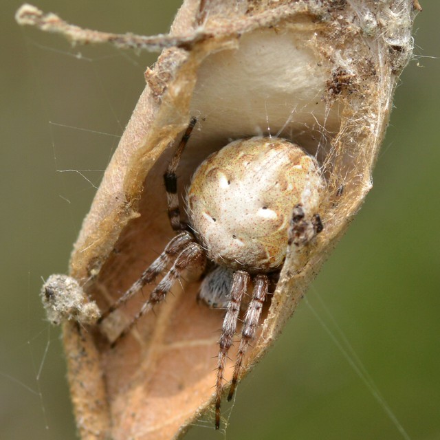 Not a CatFaced Spider (Araneus gemmoides) but it sure has a cat face