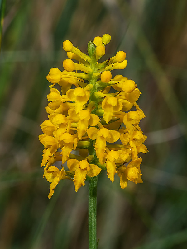 Yellow Fringeless orchid
