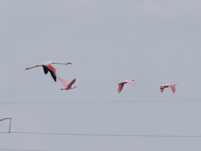 Greater Flamingo in flight - 3