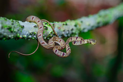 Boiga drapiezii, White-spotted cat snake (juvenile) - Khao Luang National Park