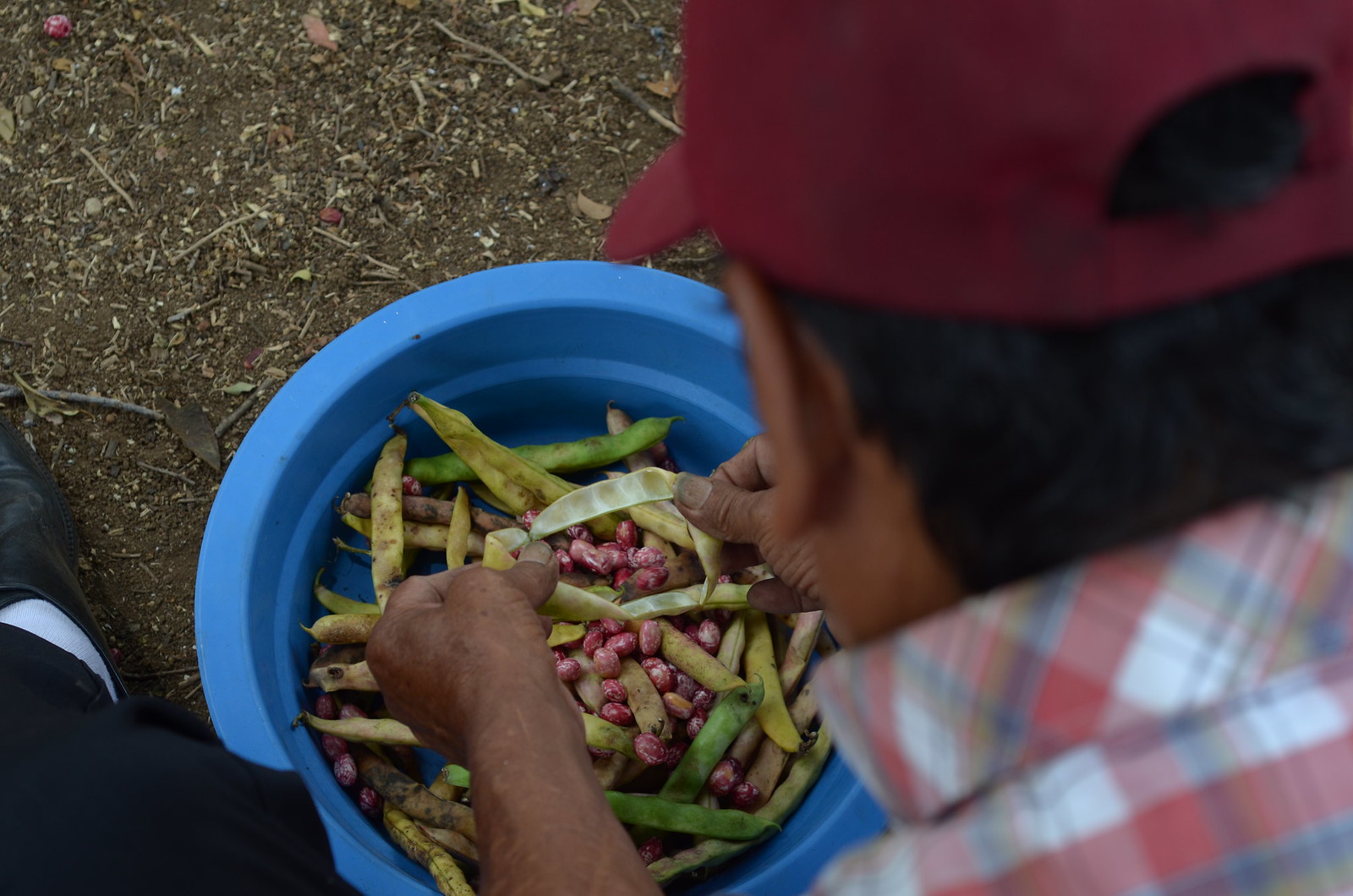 Beans - an important staple food in Colombia - being prepared for sale outside of Alameda Market, Cali, Colombia. Photo by: Melissa Reichwage/CIAT.