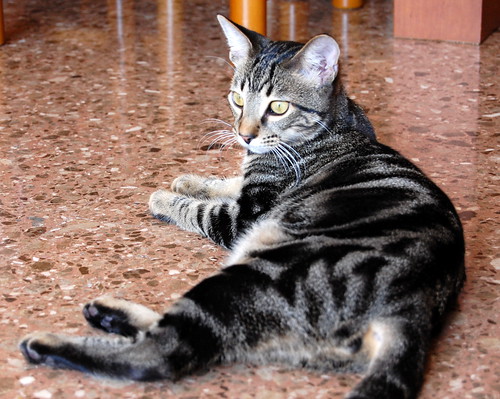 Alexis, precioso y mimoso gatito Caoba Tabby esterilizado, nacido en Marzo´16, en adopción. Valencia. ADOPTADO. 30147071245_b09b99586d