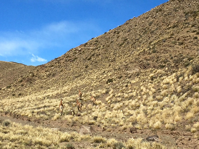 Andean foothill GUANACOS!