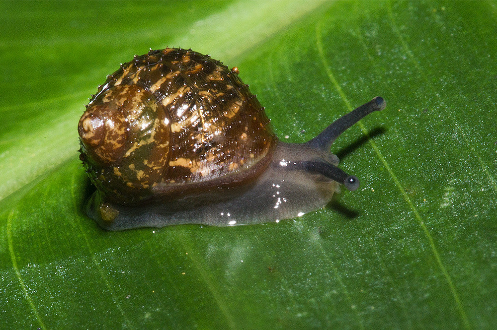  Gastropoda  Slugs