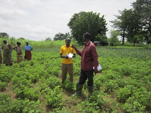 Researcher and Borlaug Fellow Issah Sugri (right) with a farmer