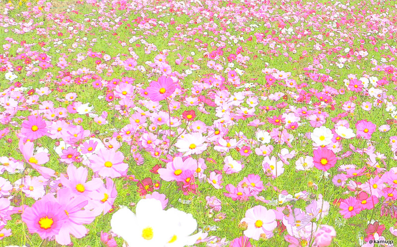 cosmos-01