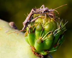 Bugs Mating on Cactus