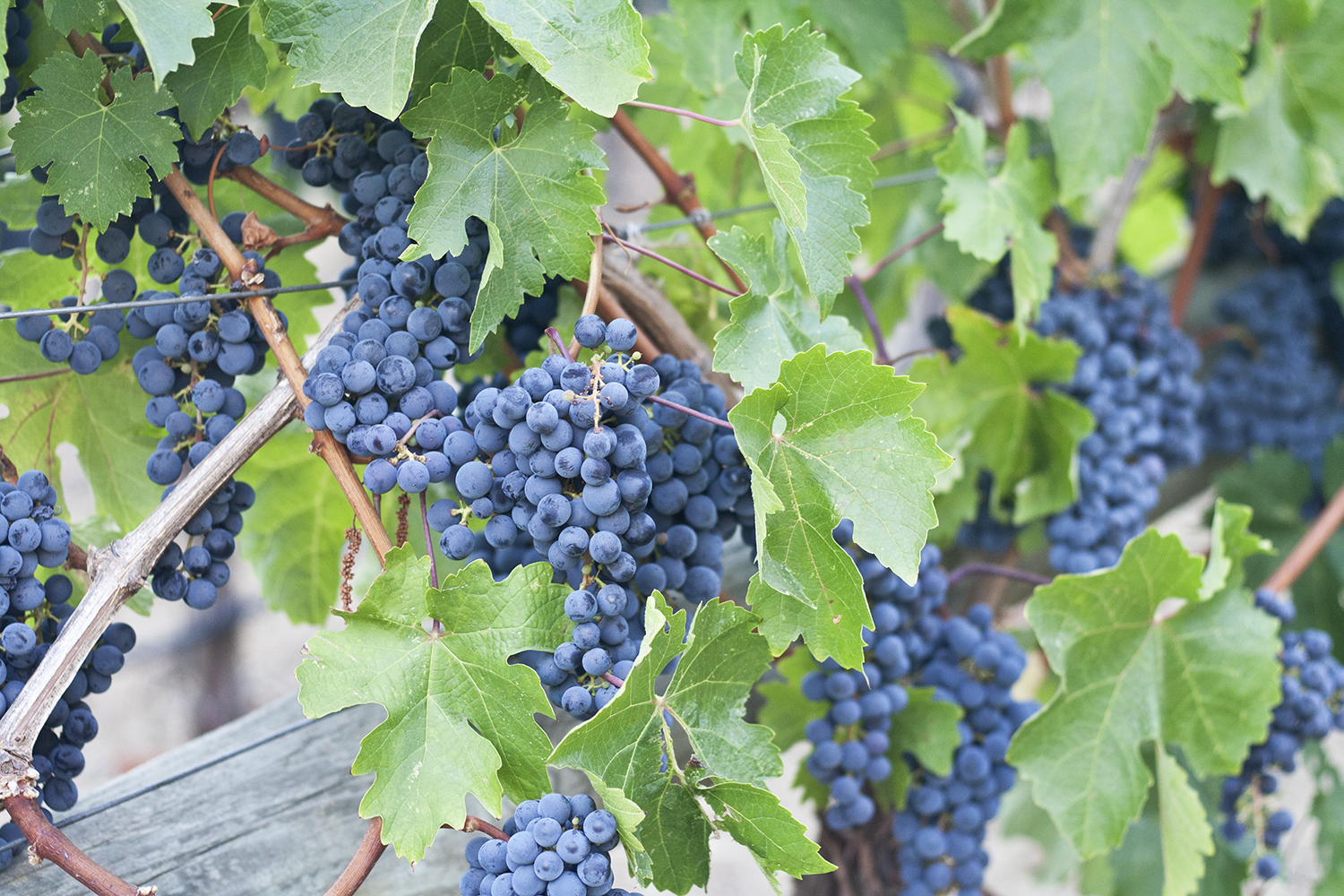 09napa-winecountry-vineyard-grapes-padis-travel