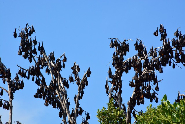 Flying foxes of Riung (Flores, Indonesia 2016)