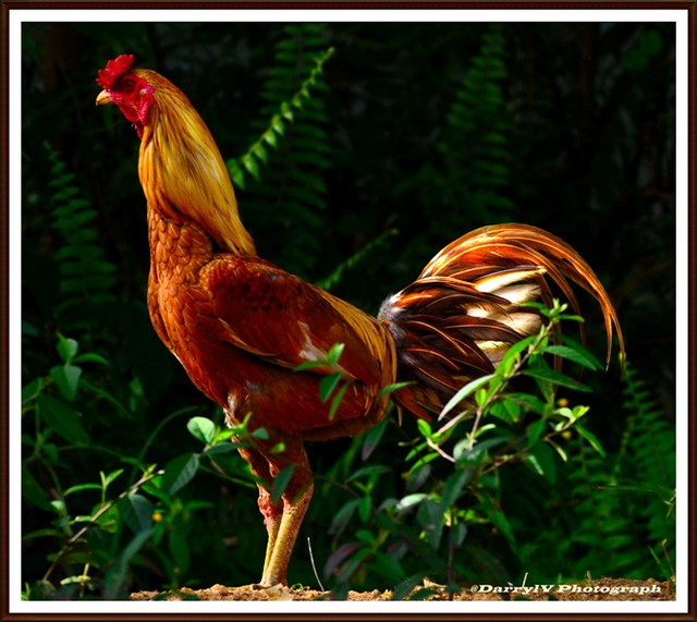  Ayam  Jago  Standing Look Flickr Photo Sharing 