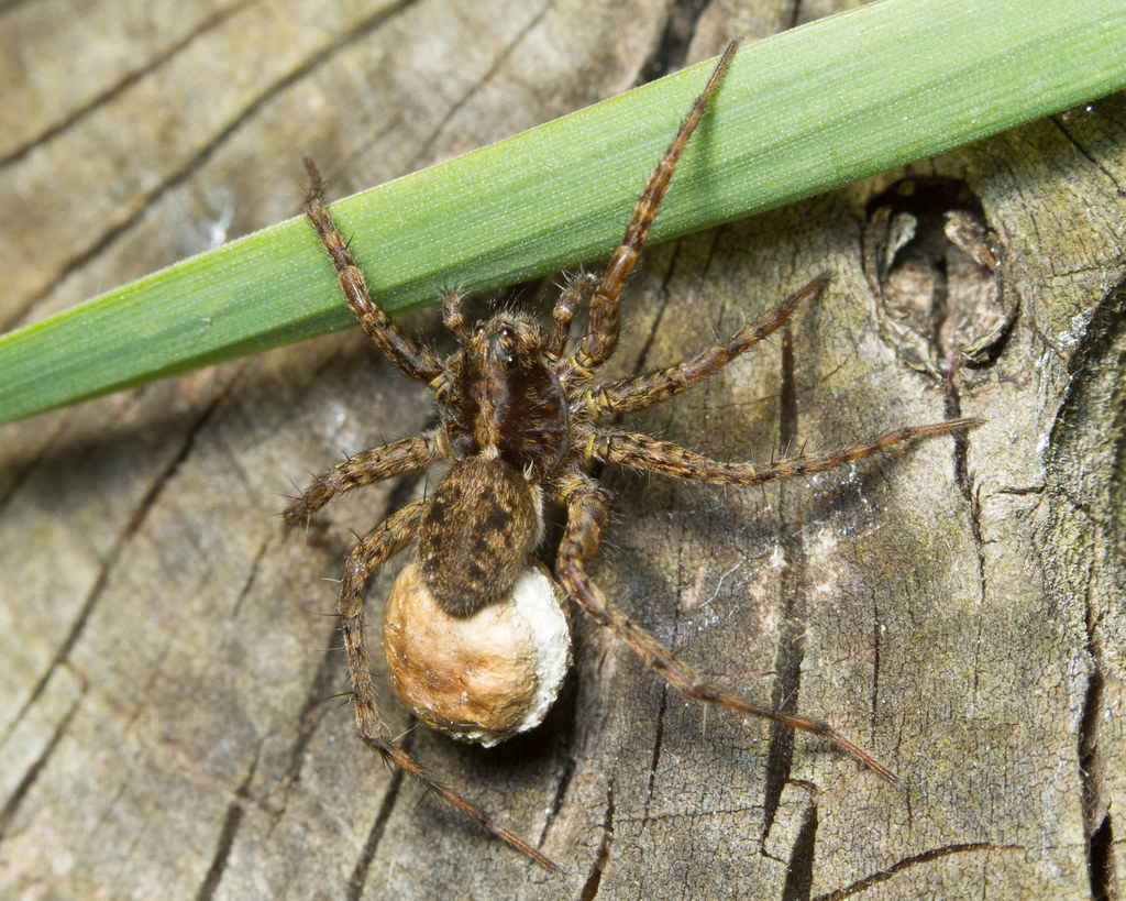 Female Wolf Spider And Egg Sac Female Wolf Spider Lycosidae Flickr