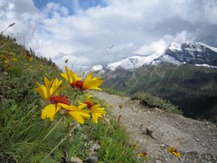 Wild Flowers along Grinnell Glacier Trail