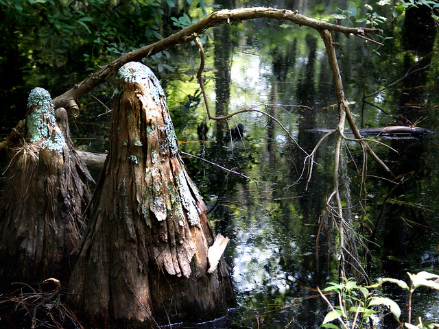 Swamp stumps at Bald Cypress Swamp First Landing State Park, Virginia