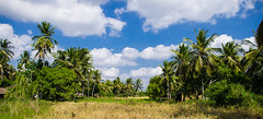 Field near Inhangome