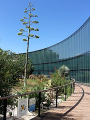 Agave weberi - Jardin botanique Henri-Gaussen
