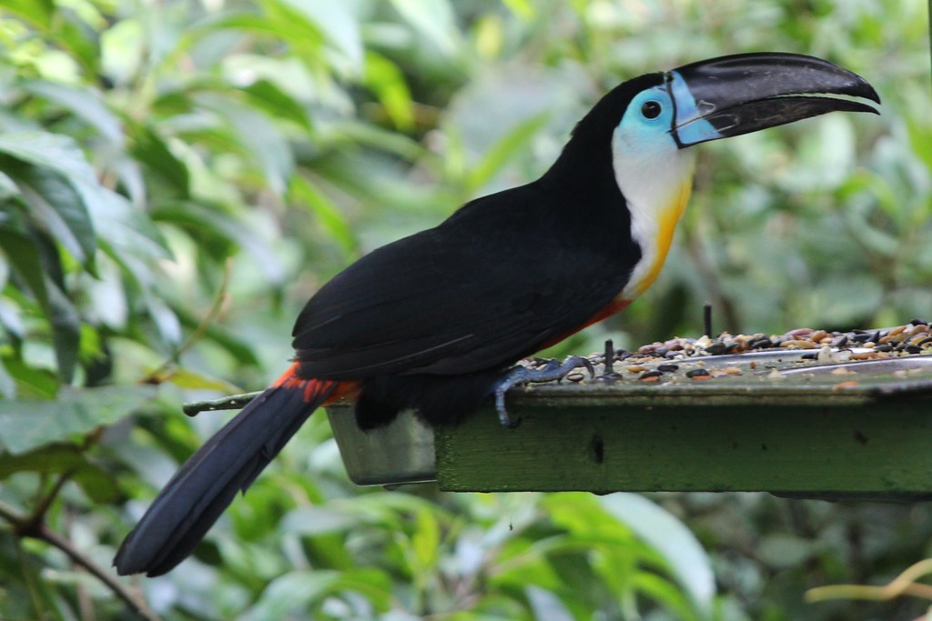 Ramphastos vitellinus (Channel-billed Toucan) - captive | Flickr