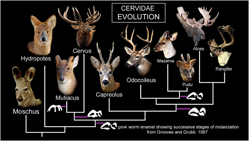 Cervidae EVOLUTION | NelsoN F GomeS | Flickr