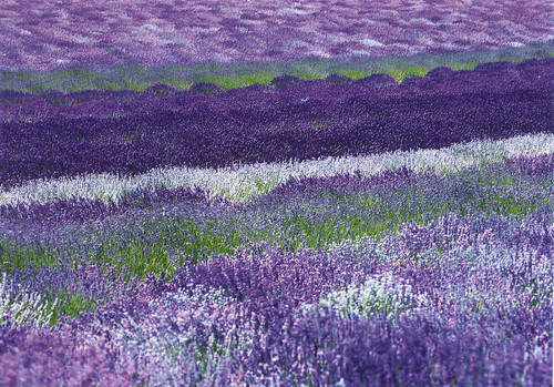 Lavender (Provence, France)