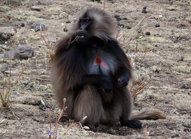 Male Gelada baboon. Simien Mountains National Park, Ethiopia. DSC00639c