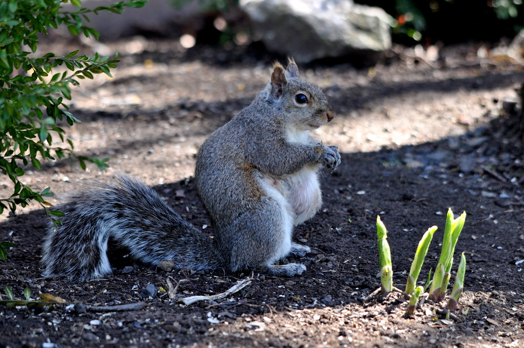 Pregnant Squirrels 77