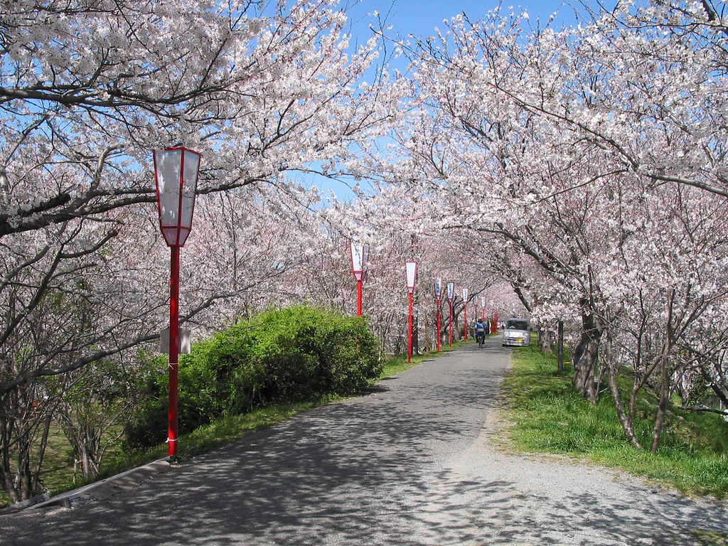 foto foto pemandangan bunga sakura jepang 12 by chitra