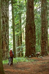 B.C. protects old growth forests on Sunshine Coast