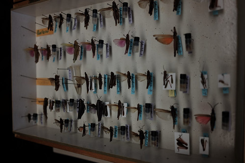 Photo of the Academy of Natural Sciences' Orthoptera collection. 